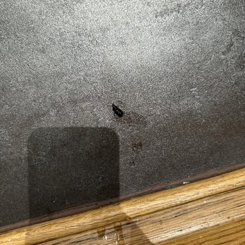 Cornerstone Apartment Services - A roach - Apartments Near Me - Denver, Colorado