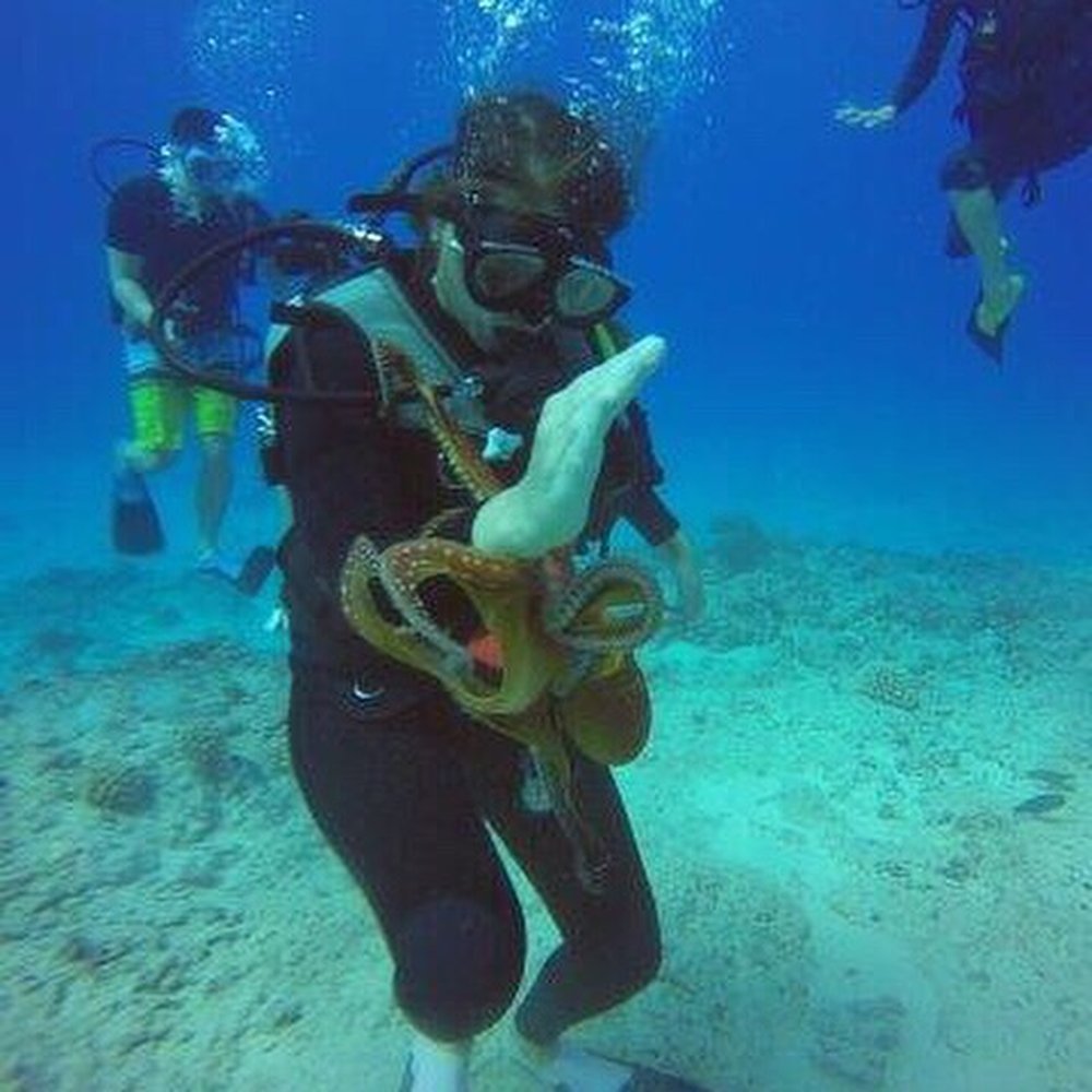 Oahu Diving - Octopus! - Scuba Diving Near Me - Honolulu, Hawaii