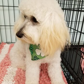 Bubbles & Bows Day Spa For Dogs - Pet Groomers Near Me - Wenatchee, Washington Bubbles & Bows Day Spa For Dogs - Pet Groomers Near Me - Wenatchee, Washington