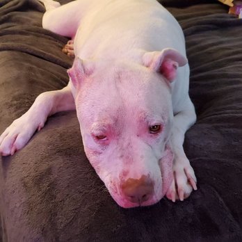 Camp Bow Wow - Pet Sitting Near Me - Cherry Hill, New Jersey Camp Bow Wow - Pet Sitting Near Me - Cherry Hill, New Jersey