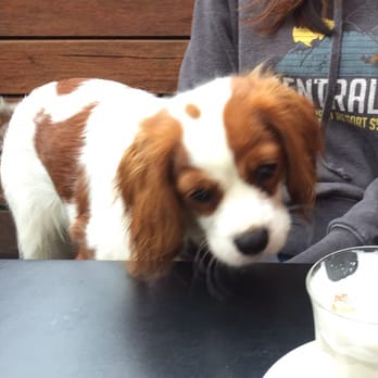 Miss Jackson - Puppycino??! - Cafes Near Me - St Kilda, VIC Miss Jackson - Puppycino??! - Cafes Near Me - St Kilda, VIC