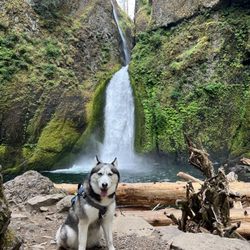 Wahclella Falls Hike