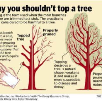 Ron's Tree Care - Proper arbour cultural techniques are very important to the longjevity of your trees - Tree Services Near Me Ron's Tree Care - Proper arbour cultural techniques are very important to the longjevity of your trees - Tree Services Near Me