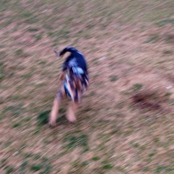 Euless Dog Park - Robin in motion - Dog Parks Near Me - Euless, Texas Euless Dog Park - Robin in motion - Dog Parks Near Me - Euless, Texas