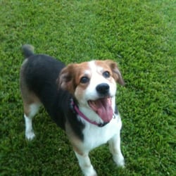 Camp Bowie Animal Clinic - Thank you for giving such love to my Happy Dog. The entire staff gave us both more care than I could have hoped for.