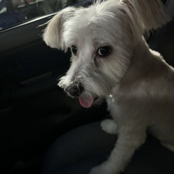 Tatiana's Pet Grooming - Terrible not teddy bear and supper choppy - Pet Groomers Near Me - Milpitas, California Tatiana's Pet Grooming - Terrible not teddy bear and supper choppy - Pet Groomers Near Me - Milpitas, California