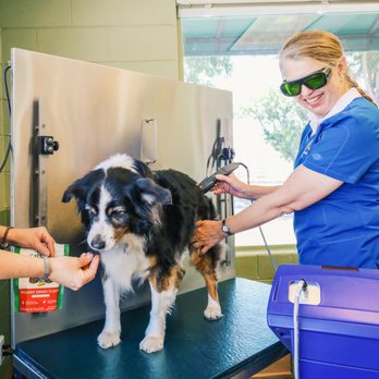 Westside Animal Hospital - Laser therapy is available for your pet's physical therapy needs. - Veterinarians Near Me - Newman, California Westside Animal Hospital - Laser therapy is available for your pet's physical therapy needs. - Veterinarians Near Me - Newman, California
