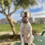 Photo of FurIife K9 Training