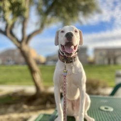 FurIife K9 Training