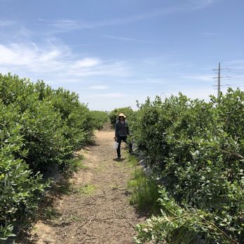 Ott Farms - Rows and rows of blueberries - Farmers Market Near Me - Modesto, California