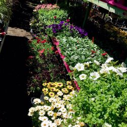 Westside Nursery - Annual flowers