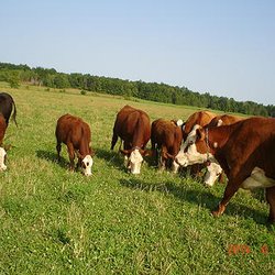 Ottawa Organic Farmers Market - Grass fed beef