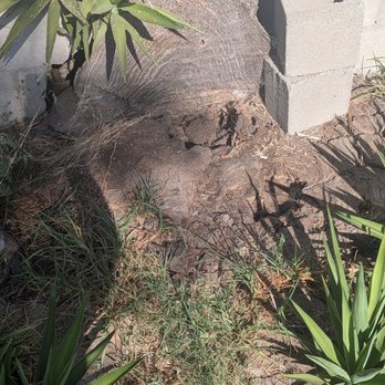 Affordable Tree Care - Aggressive tree that kept growing back that ruined the cinder block wall. - Tree Services Near Me Affordable Tree Care - Aggressive tree that kept growing back that ruined the cinder block wall. - Tree Services Near Me
