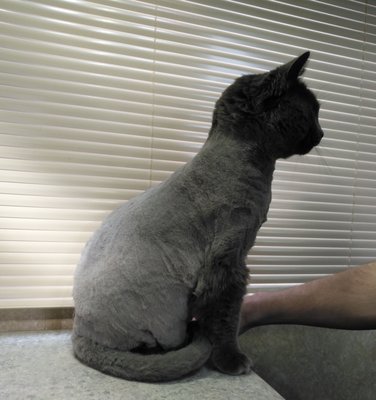 kitty a go go cat grooming