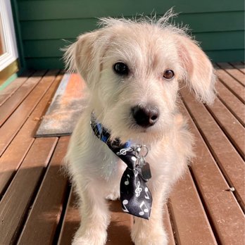 A Dog's HIDE-A-WAY - His first grooming! - Pet Training Near Me - Hillsboro, Oregon A Dog's HIDE-A-WAY - His first grooming! - Pet Training Near Me - Hillsboro, Oregon