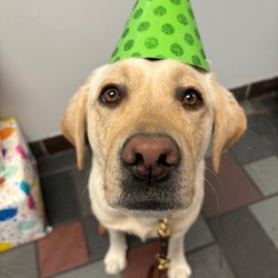 Simply Human Dog Training