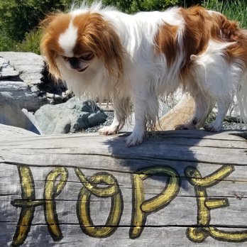Bee Happy! Oceanside Clean - Beach time with pups! - Home Cleaning Near Me - Parksville, British Columbia Bee Happy! Oceanside Clean - Beach time with pups! - Home Cleaning Near Me - Parksville, British Columbia