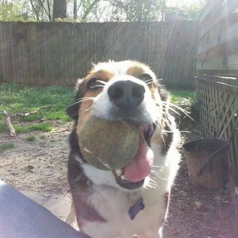 Sit. Stay. Play! Pet Sitting - Pet Sitting Near Me Sit. Stay. Play! Pet Sitting - Pet Sitting Near Me