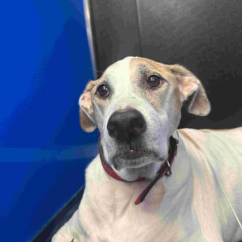 EcoVets - Winston 2018 - 2025 - Emergency Pet Hospital Near Me - St Augustine, Florida EcoVets - Winston 2018 - 2025 - Emergency Pet Hospital Near Me - St Augustine, Florida