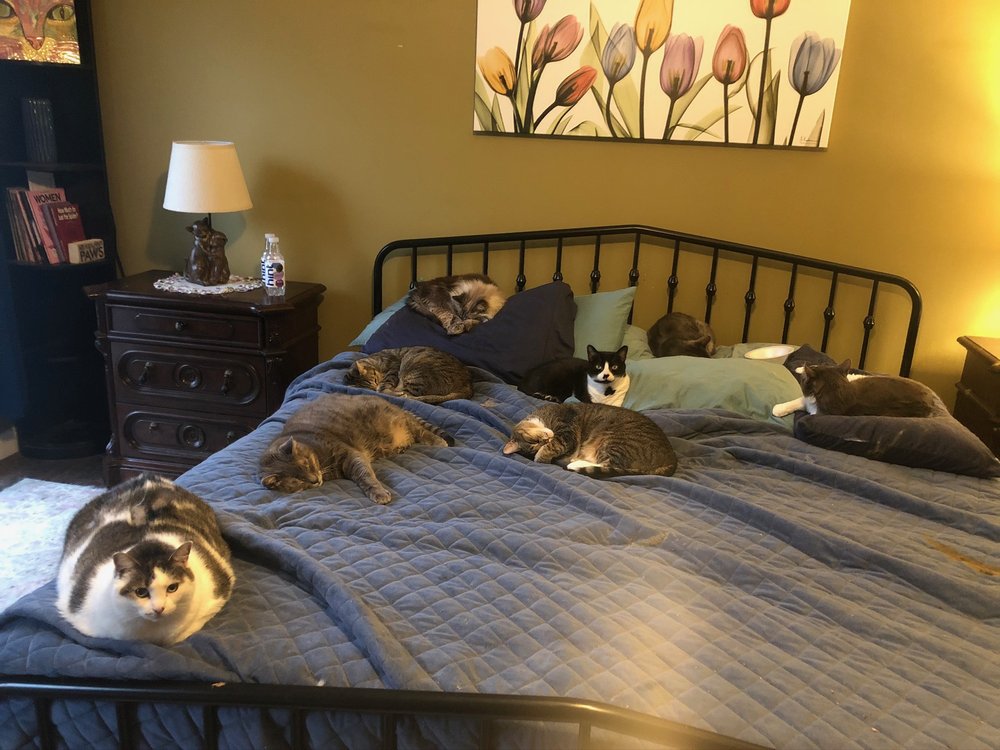 JUST FOR CATS 12 Photos 15105D John J Delaney Dr, Charlotte, North