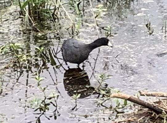 Brazos Bend State Park by null