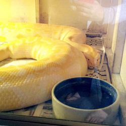 Rainbow Birdland & Pet Center II