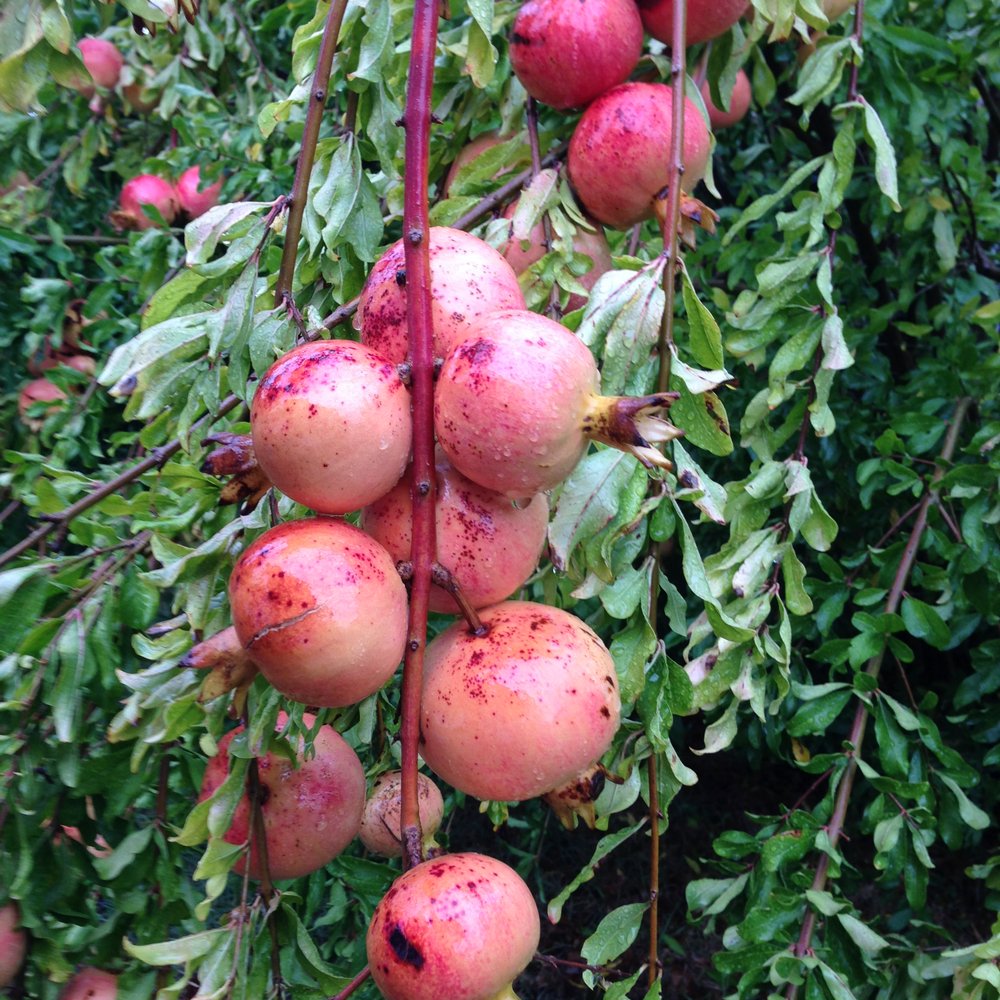 Smith Island Inn - Pomegranates growing in the wild on Smith Island - Bed & Breakfast Near Me - Smith Island, Maryland