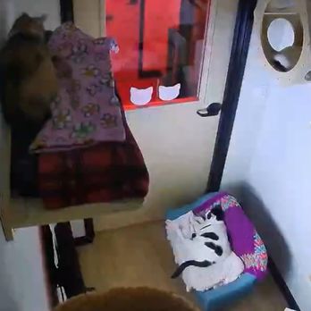 Griffin Rock Cat Retreat - Cat boarding - Pet Boarding Near Me - Dallas, Texas Griffin Rock Cat Retreat - Cat boarding - Pet Boarding Near Me - Dallas, Texas
