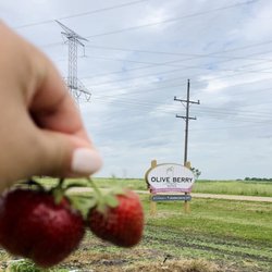 Olive Berry Acres