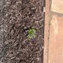 Photo of Izote landscaping