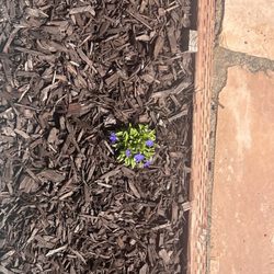 Izote landscaping
