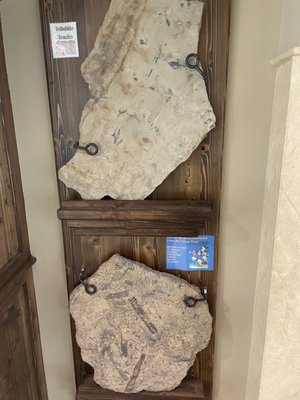 Mississippi Petrified Forest by null