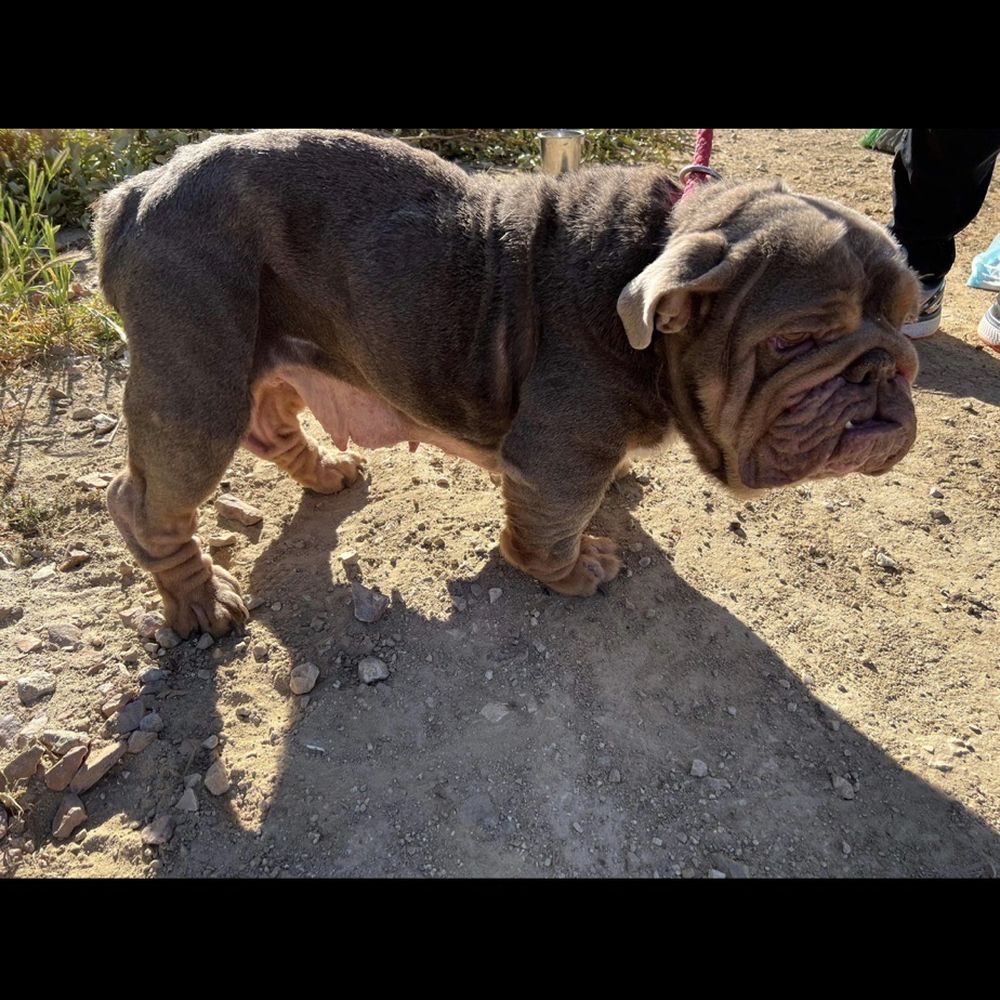 Midnight Star Kennels - After 1.5 months in a crate in kellees van under kellees care - Pet Transportation Near Me Midnight Star Kennels - After 1.5 months in a crate in kellees van under kellees care - Pet Transportation Near Me