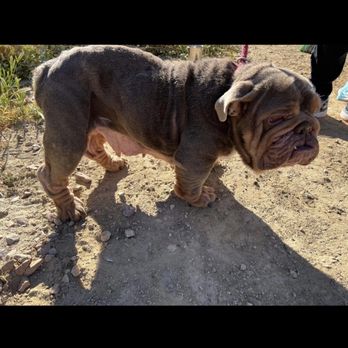 Midnight Star Kennels - After 1.5 months in a crate in kellees van under kellees care - Pet Transportation Near Me Midnight Star Kennels - After 1.5 months in a crate in kellees van under kellees care - Pet Transportation Near Me