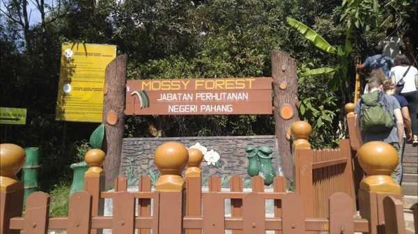 Mossy Forest by null