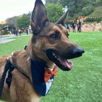 Precious Pet Care - Dog Ring Bearer - Pet Sitting Near Me - San Diego, California