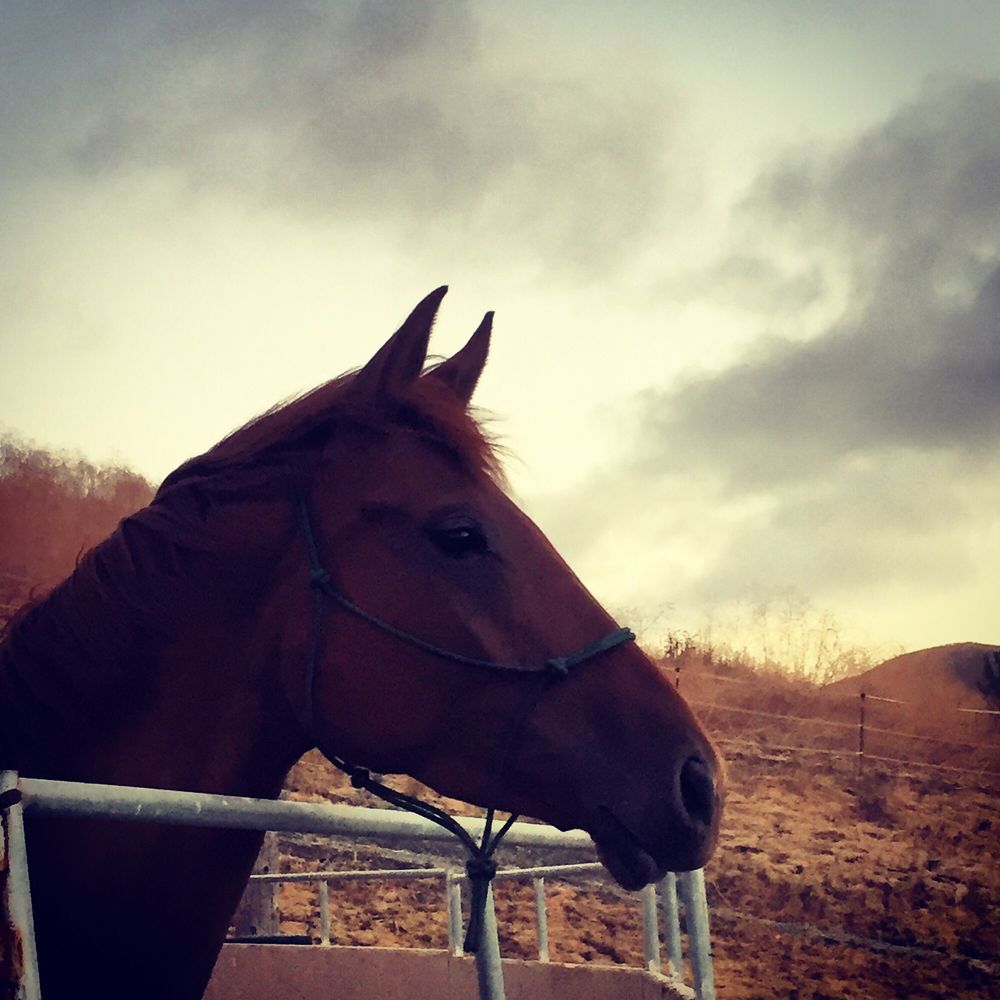 Creek Hill Farms - Horseback Riding Near Me - Livermore, California