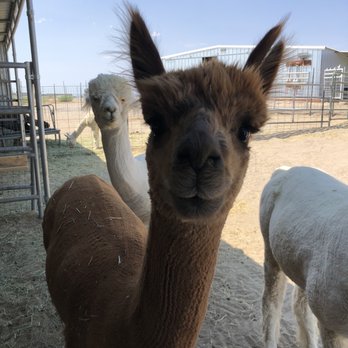 Sawdust Alpacas - Attraction Farms Near Me - Fallon, Nevada Sawdust Alpacas - Attraction Farms Near Me - Fallon, Nevada