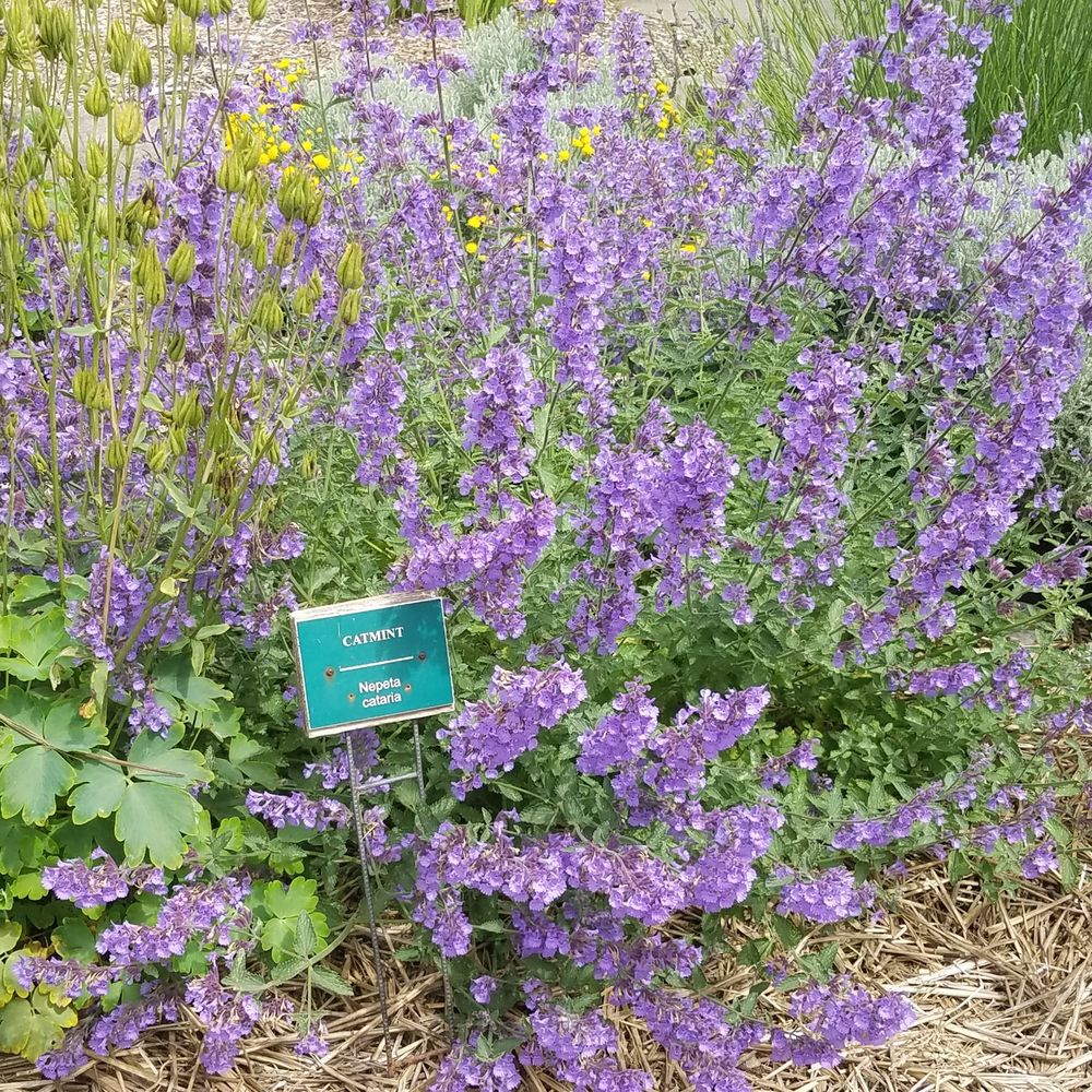 Neely-Soames Historic Homestead - catnip in full bloom! - Parks Near Me - Kent, Washington Neely-Soames Historic Homestead - catnip in full bloom! - Parks Near Me - Kent, Washington