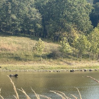 Lone Elk Park - Elk cooling off in lake - Parks Near Me - Valley Park, Missouri Lone Elk Park - Elk cooling off in lake - Parks Near Me - Valley Park, Missouri