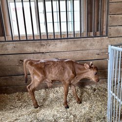 Frying Pan Farm Park - A newborn calf named, Hashbrown.