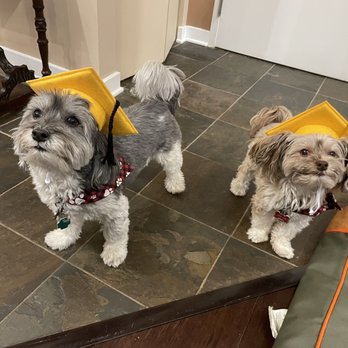 PUPS Pet Club - Pet Sitting Near Me - Chicago, Illinois