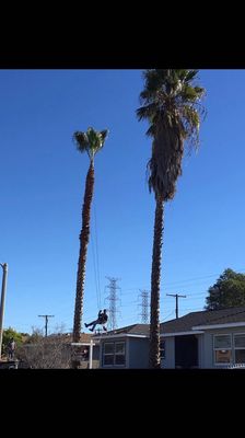 Tree Removal - Safe. Fast. Reliable Tree Removal! Clear unwanted trees with professional service. Free estimates—call today!