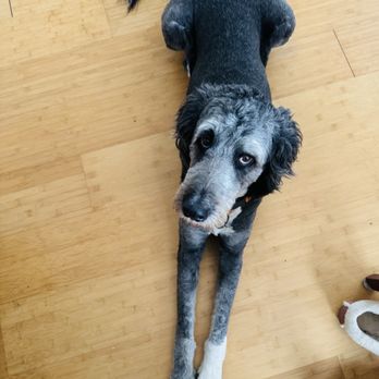 The Empuppyporium - Remy's "after" with his loooong legs evenly cut with no nicks or scrapes - Pet Groomers Near Me - Richmond, California The Empuppyporium - Remy's "after" with his loooong legs evenly cut with no nicks or scrapes - Pet Groomers Near Me - Richmond, California