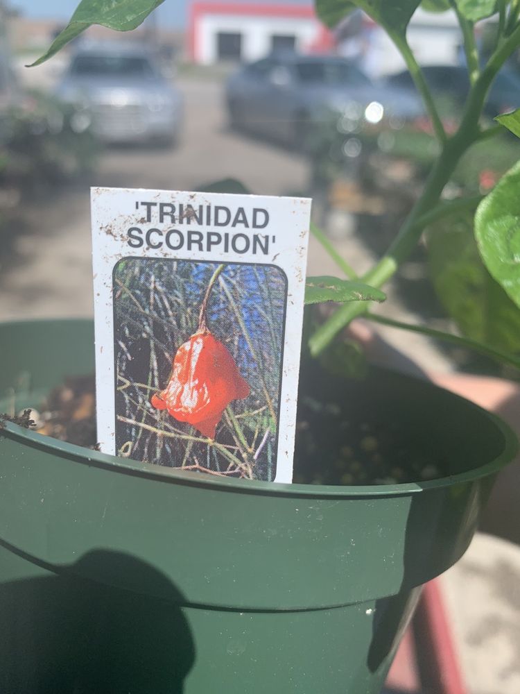 COCO’S NURSERY & LANDSCAPING Updated September 2024 2404 Morning