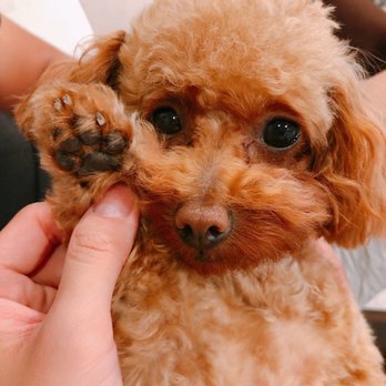 Kiyomi Pet - Look how clean her paw it - Pet Groomers Near Me - San Gabriel, California