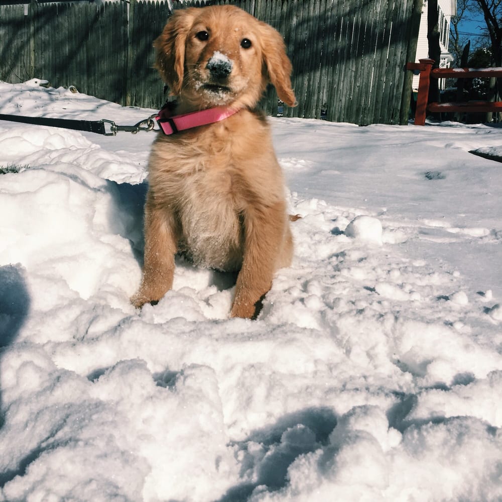 PET EXPRESS Updated September 2024 20 Photos & 44 Reviews 100