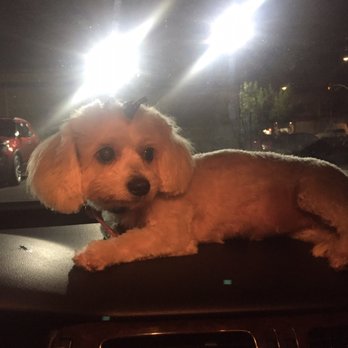 Dog Lovers - Pet Training Near Me - Los Angeles, California