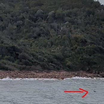 Moonshadow TQC Cruises - Dolphin - Boat Charters Near Me - Nelson Bay, NSW