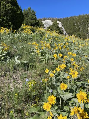 College M Trailhead and Picnic Area by null